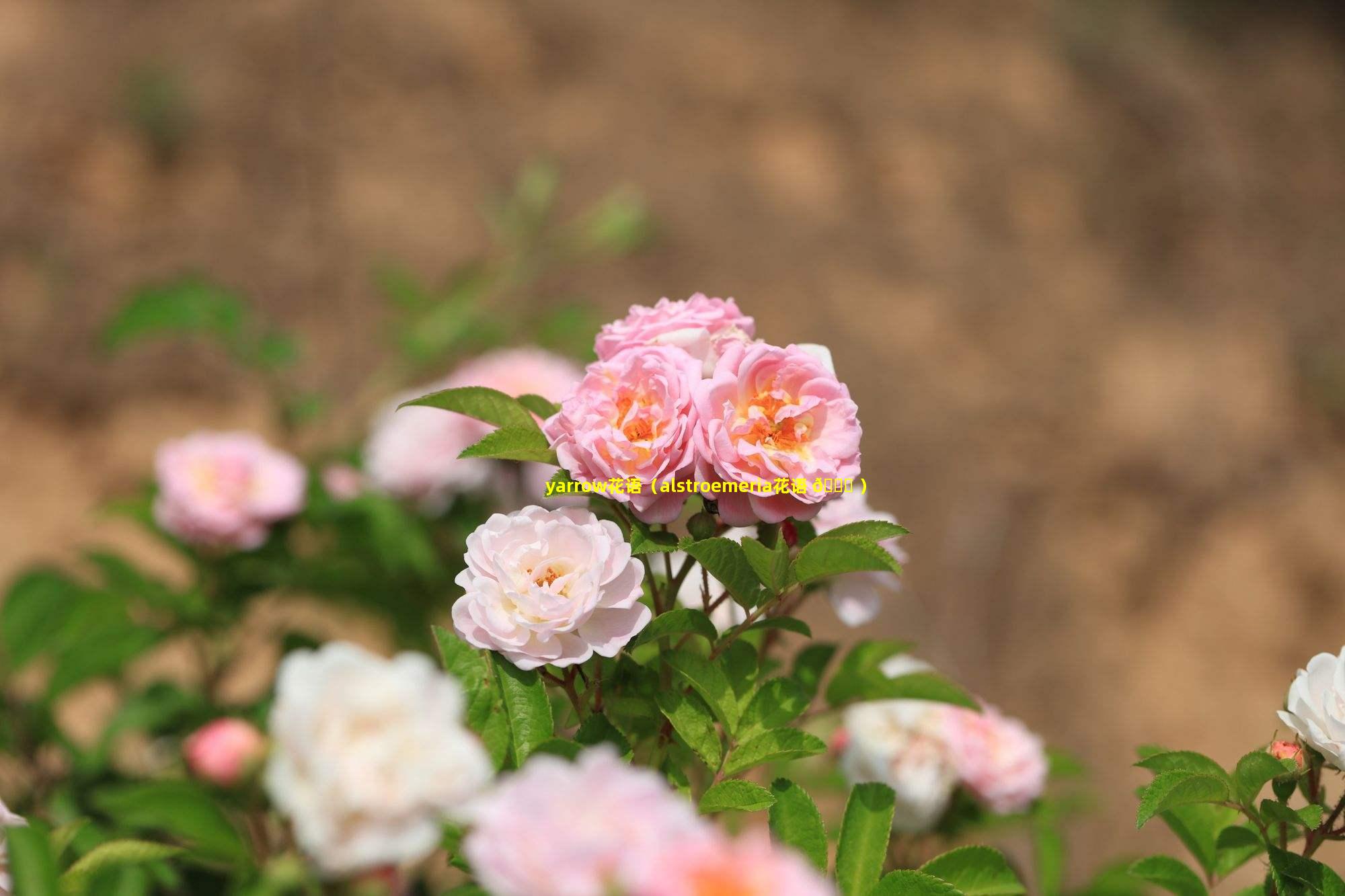 yarrow花语（alstroemeria花语 💐 ）